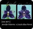 Phal. Jennifer Palermo x Lioulin Blue Parrot 3671